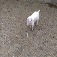 بزغاله دورگ سانن