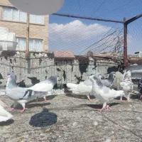 ۱۶تا شهری بی نظیر