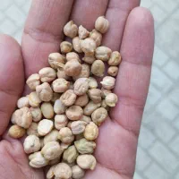 نخود دیمه حدود 180کیلو