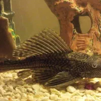 ماهی آکواریومی