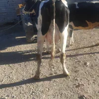 گاو|حیوانات مزرعه|گلپایگان, |دیوار