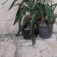 دوگلدان یوگا قیمت پیشنهادی