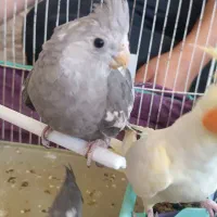 فروش دو عدد جوجه ۳ماهه عروس هلندی