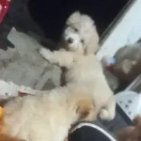 سگ شیتزو تریر ۸۰ روزه