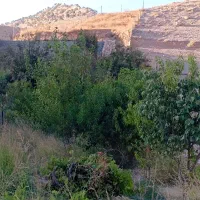 فروش زمین و باغ|فروش زمین و ملک کلنگی|سراب میمه, |دیوار