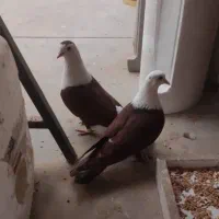 کفتر کلاغ|پرنده|مشهد, شهید قربانی|دیوار