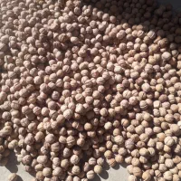 گردو  امسال