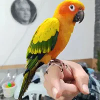 نیاز منده یک طوطی خورشیدی ماده مولدکارداده هستم