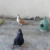 ۲عدد ماده شیرازی زرد و زاغ آبادانی