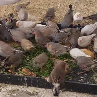 فنچ کینگ درشت