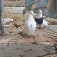 کبوتر نقابی|پرنده|کرمانشاه, |دیوار