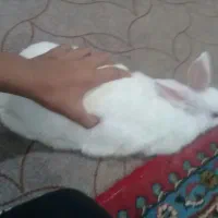 خرگوش
