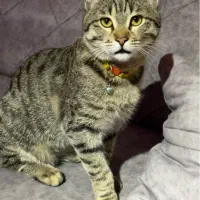 واگذاری گربه DHS