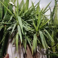 گل یوکا تنه درشت