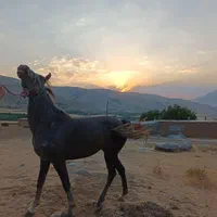 کره اسب مادیان