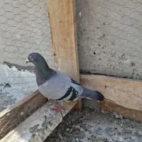 کبوتر پلاکی