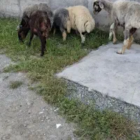 گوسفند داشتی بره دار ۳ راس
