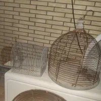 قفس سهره و طرقه