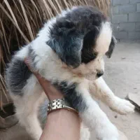 واگذاری توله شیدزو|سگ|آبپخش, |دیوار