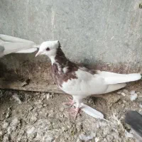 دم سفید و طوقی وکربلایی|پرنده|شیروان (خراسان), |دیوار