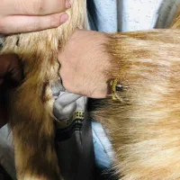 پالتو پوست طبیعی اورجینال|لباس|محمدشهر, محمدشهر|دیوار