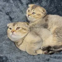 گربه اسکاتیش
