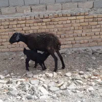 میشبرهبزبزغاله|حیوانات مزرعه|رضویه, |دیوار