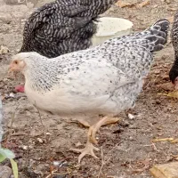 مرغ نژاد دار برهما لهستانی آمروک|حیوانات مزرعه|گلبهار, شهر جدید گلبهار|دیوار