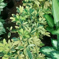 گل عمده و جزئی/گل طبیعی/گل های اپارتمانی و حیاطی|گل و گیاه طبیعی|صومعه‌سرا, |دیوار