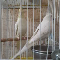جفت عروس هلندی