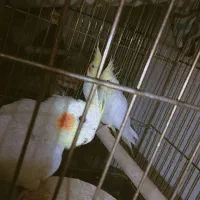 عروس هلندی مولد با یک جوجه|پرنده|ایلام, |دیوار