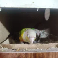 طوطی مولدگیرینچیک و عروس پاریس|پرنده|اهواز, منبع اب|دیوار