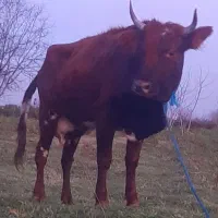 گاو  گوساله  ماده  لیشه عروسک شیری  چالوسی اصیل