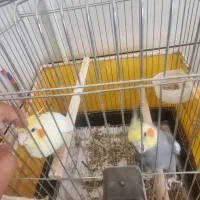 جفت عروسی هلندی دستی