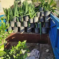 حمل بار نیسان و ایسوزو|خدمات حمل و نقل|لنگرود, |دیوار