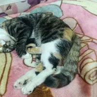 گربه ماده ۸ماهه .اسم میشا