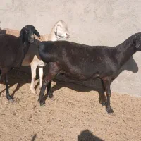 میش چینی خالص|حیوانات مزرعه|مهریز, |دیوار