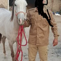 اهواز حمیدیه