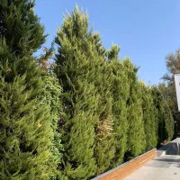 سرایداری و نظافت