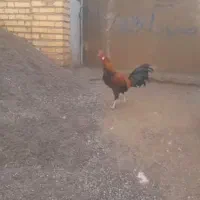 فروش یک عدد خروس دورگه و یک عدد مرغ دورگه