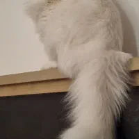 فروش پرشین نر