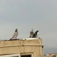 کفتر|پرنده|رباط‌کریم, الارد|دیوار