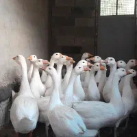 فروش غوغازاصیل جوان