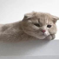 گربه اسکاتیش|گربه|مشهد, هنرستان|دیوار