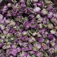 غنچه و گل محمدی امسالی