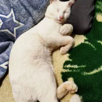 گربه پرشین اسکاتیش