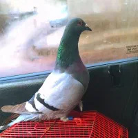 کبوتر مسابقات‌ گرفته‌