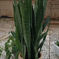 تعدادی گل آپارتمانی سالم و بدون آفت