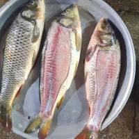 پرورش و فروش بچه ماهی کپور و امور|ماهی|اصفهان, ملاصدرا|دیوار