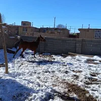 اسب|اسب و تجهیزات اسب‌سواری|اقلید, |دیوار